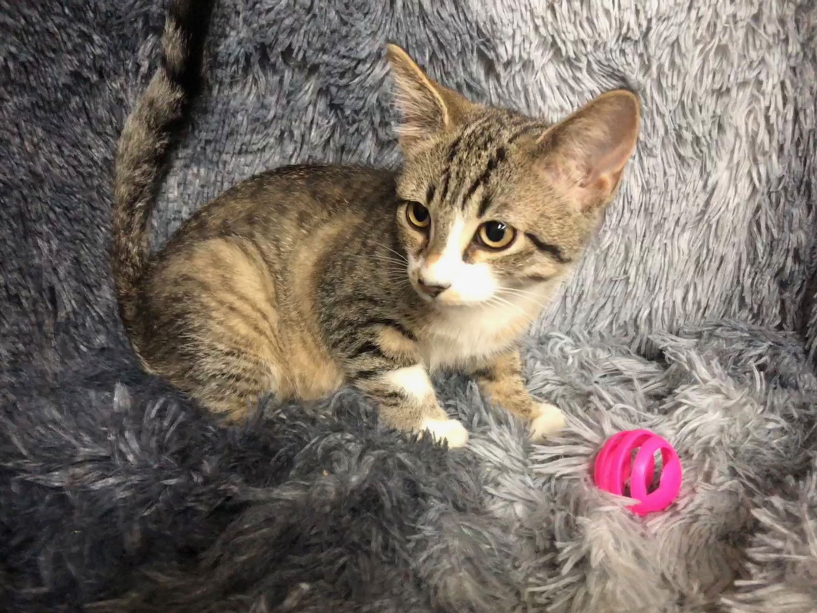 adoptable Cat in Forest Lake, MN named Deux