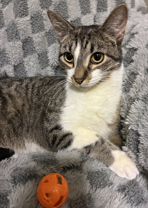 QUATRE - Domestic Short Hair / Tabby available for adoption