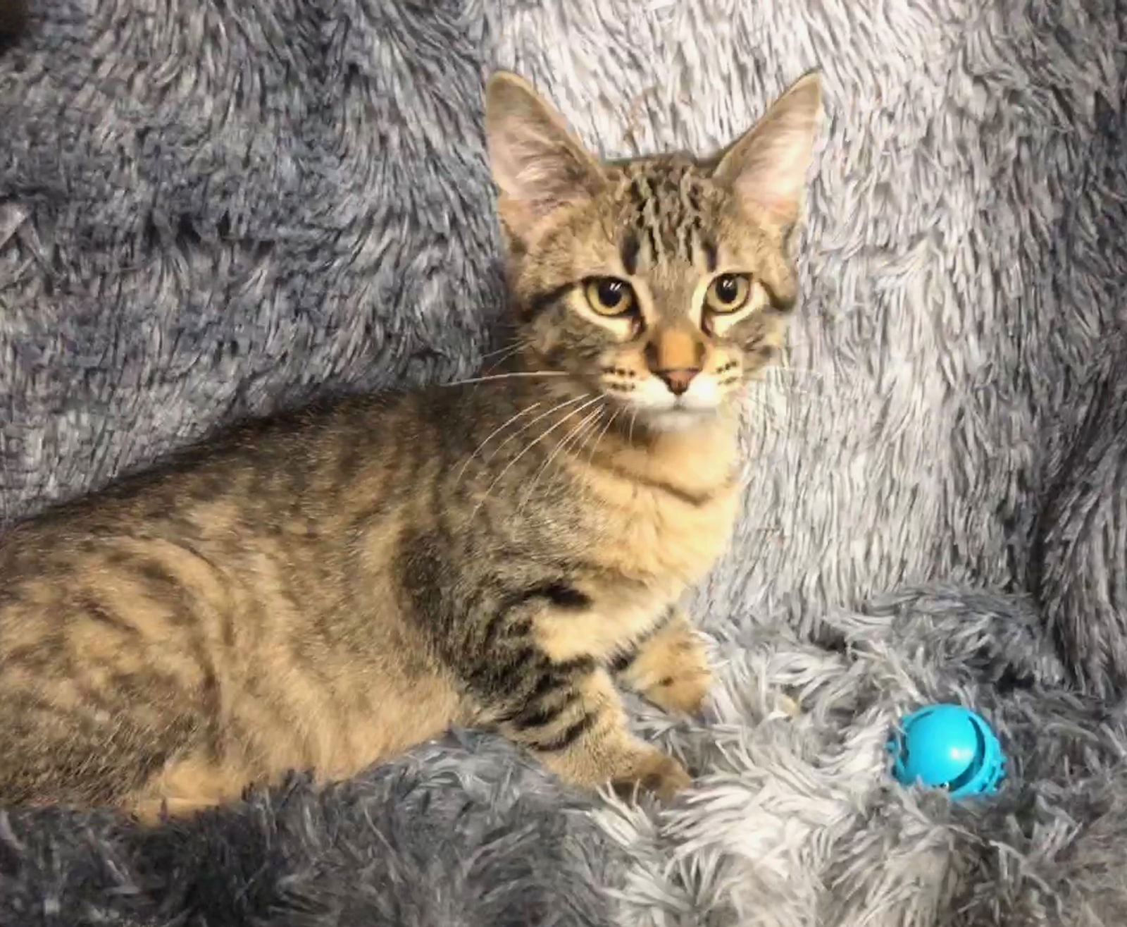 adoptable Cat in Forest Lake, MN named Trois