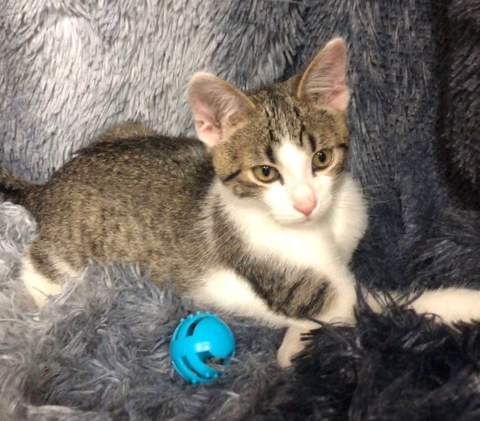 adoptable Cat in Forest Lake, MN named Jayce