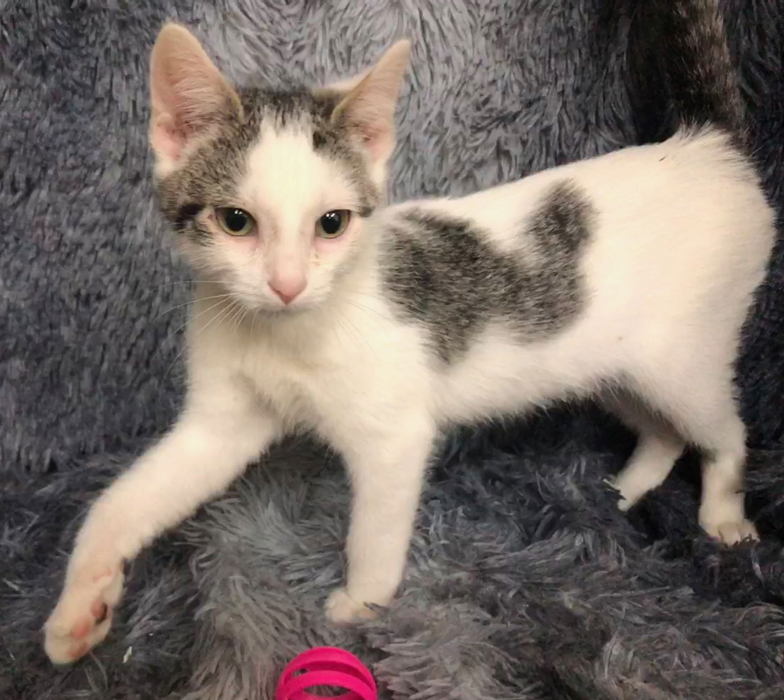 adoptable Cat in Forest Lake, MN named Zena