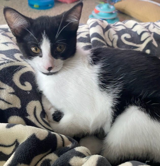 adoptable Cat in Minneapolis, MN named Little Lady