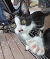 Leopold