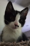 Leopold