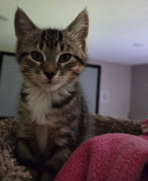Phoebe