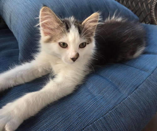 Marcie