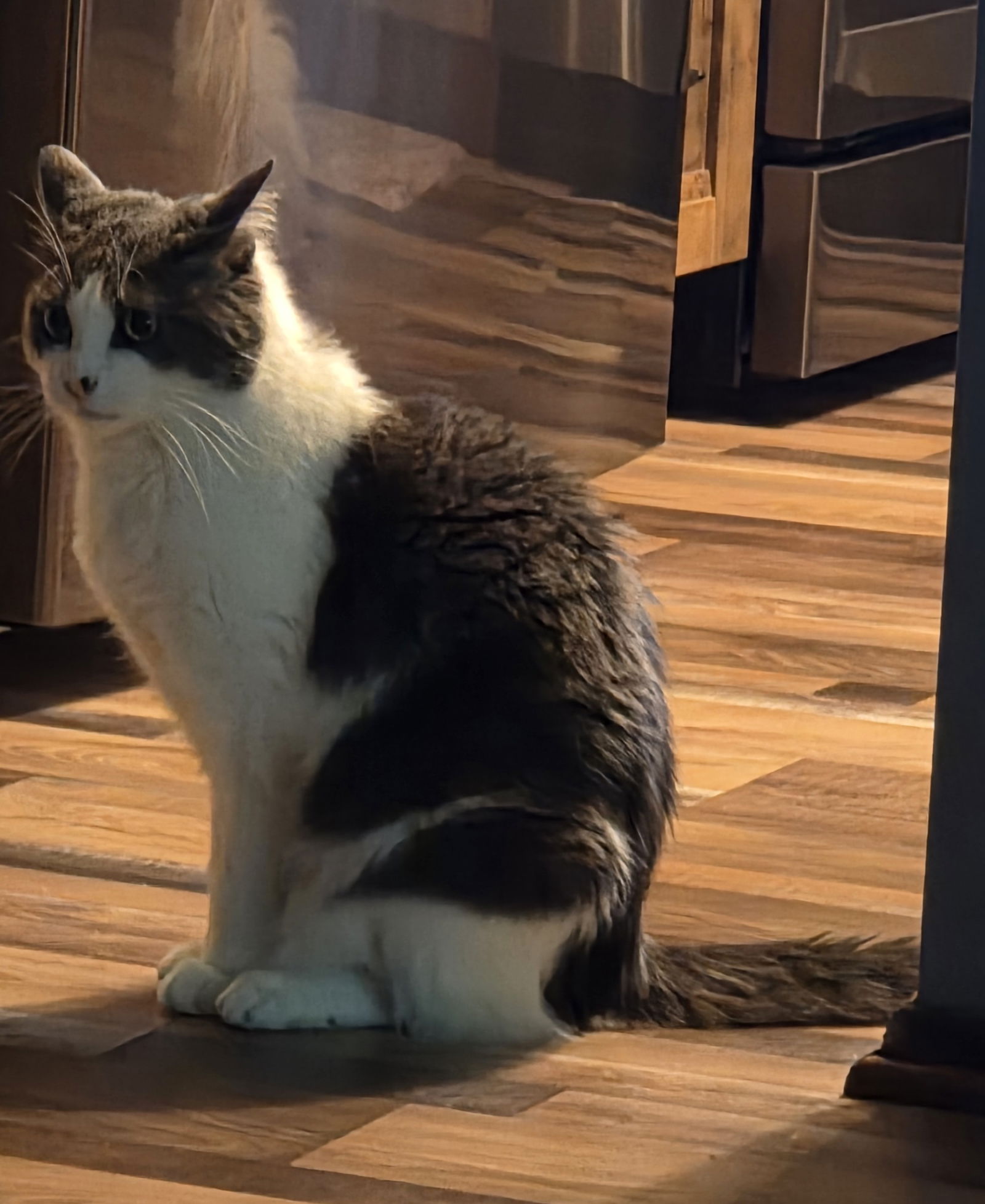 adoptable Cat in Forest Lake, MN named Mr. Whiskers