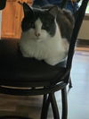 Mr. Whiskers