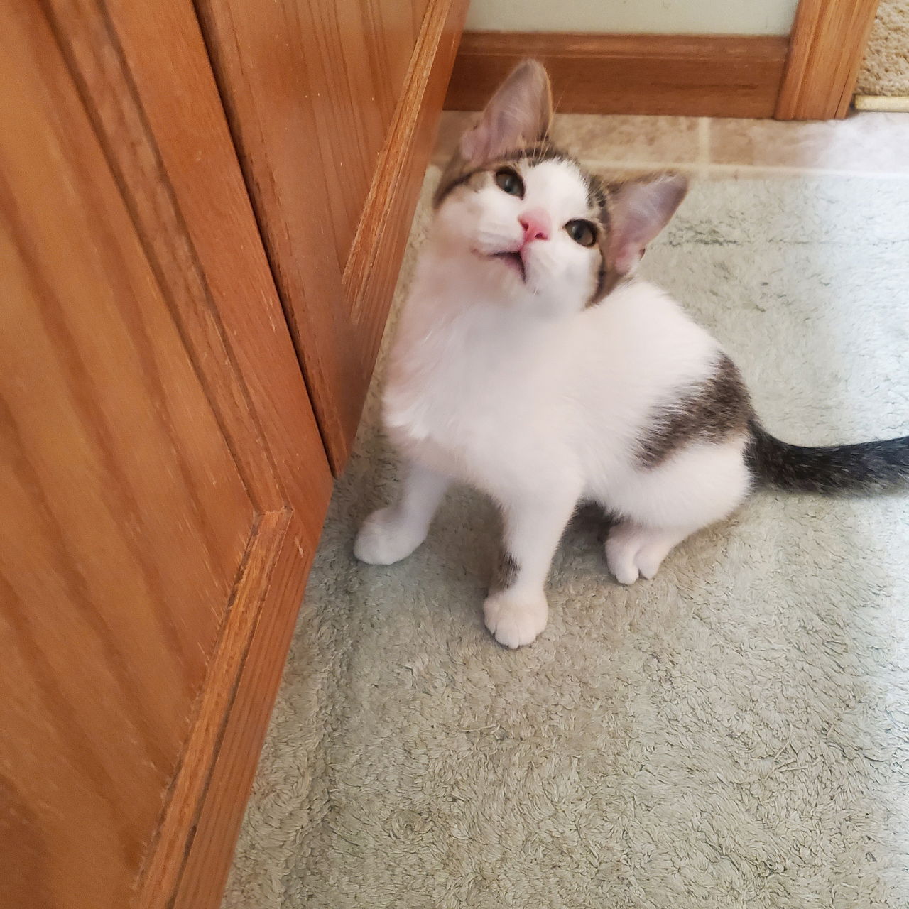 adoptable Cat in Forest Lake, MN named Peter Pan