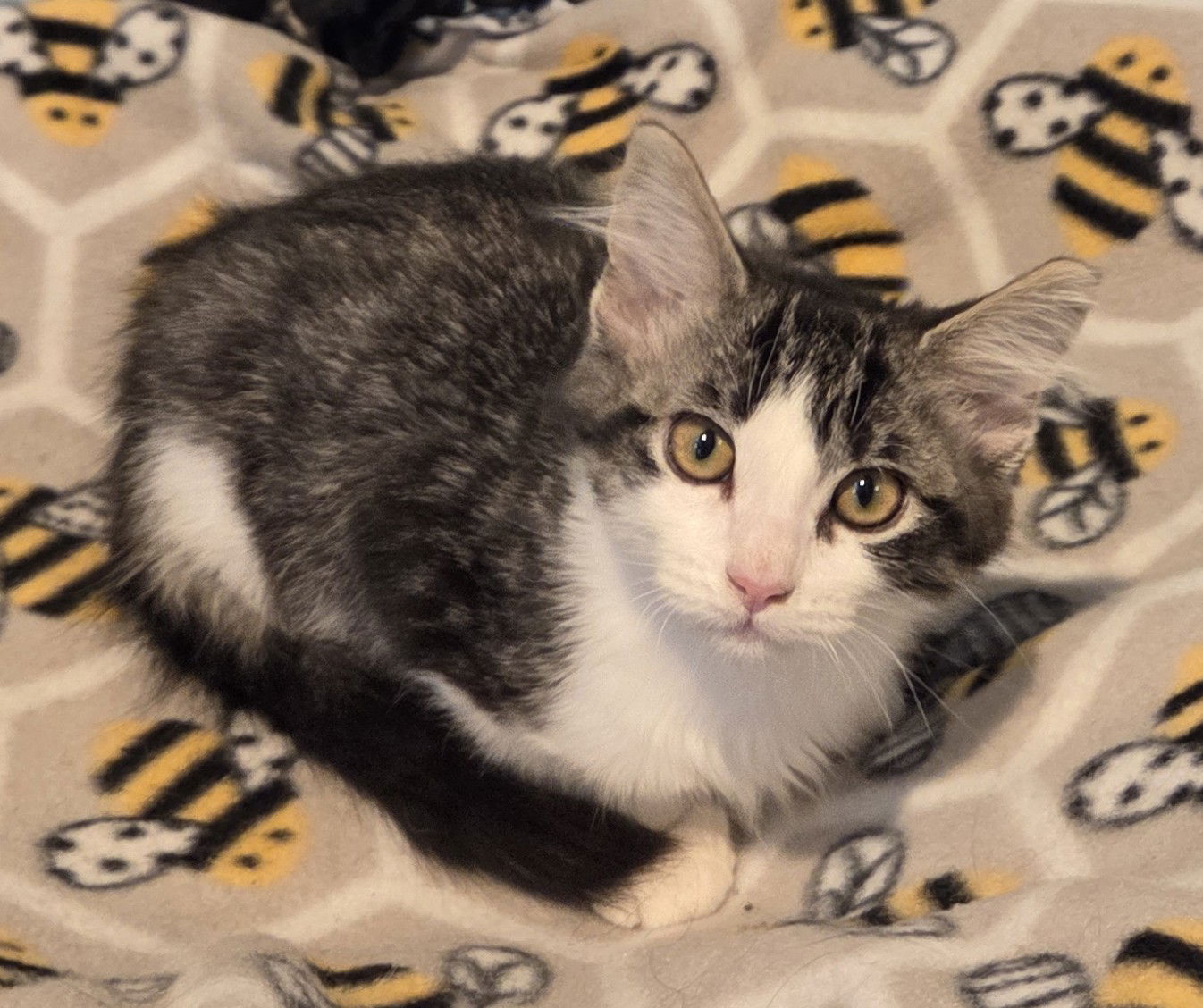 adoptable Cat in Forest Lake, MN named Nibs
