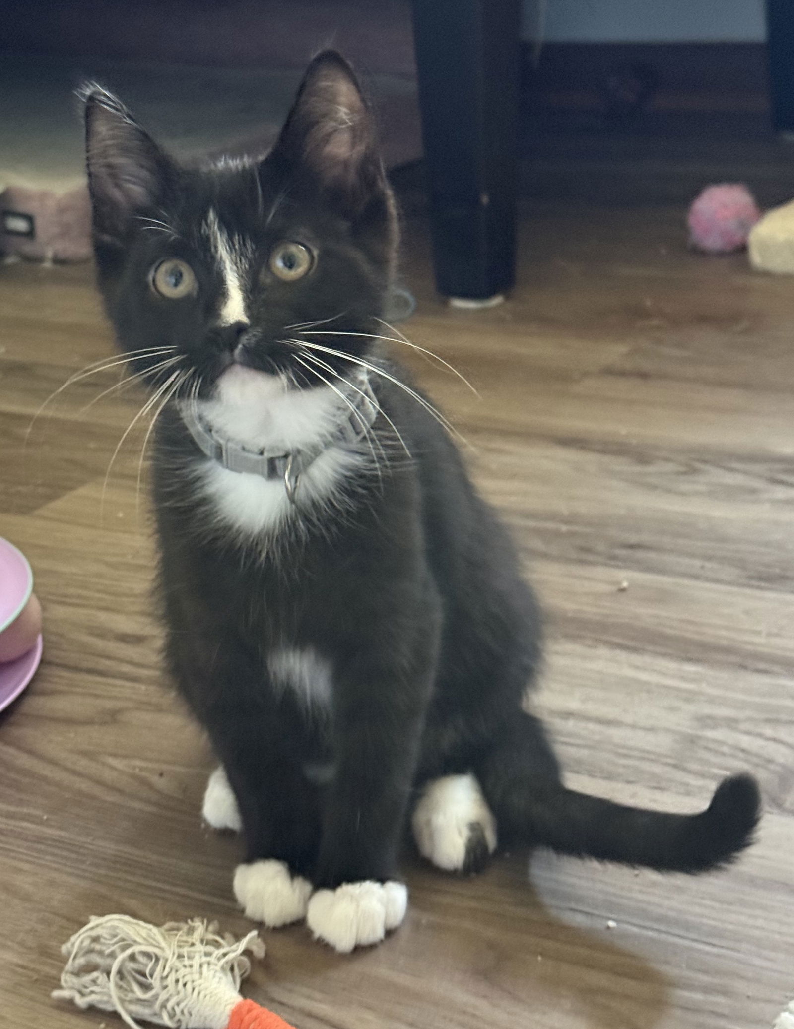 adoptable Cat in Forest Lake, MN named Mog