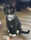 adoptable Cat in  named Mog