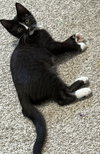Mog