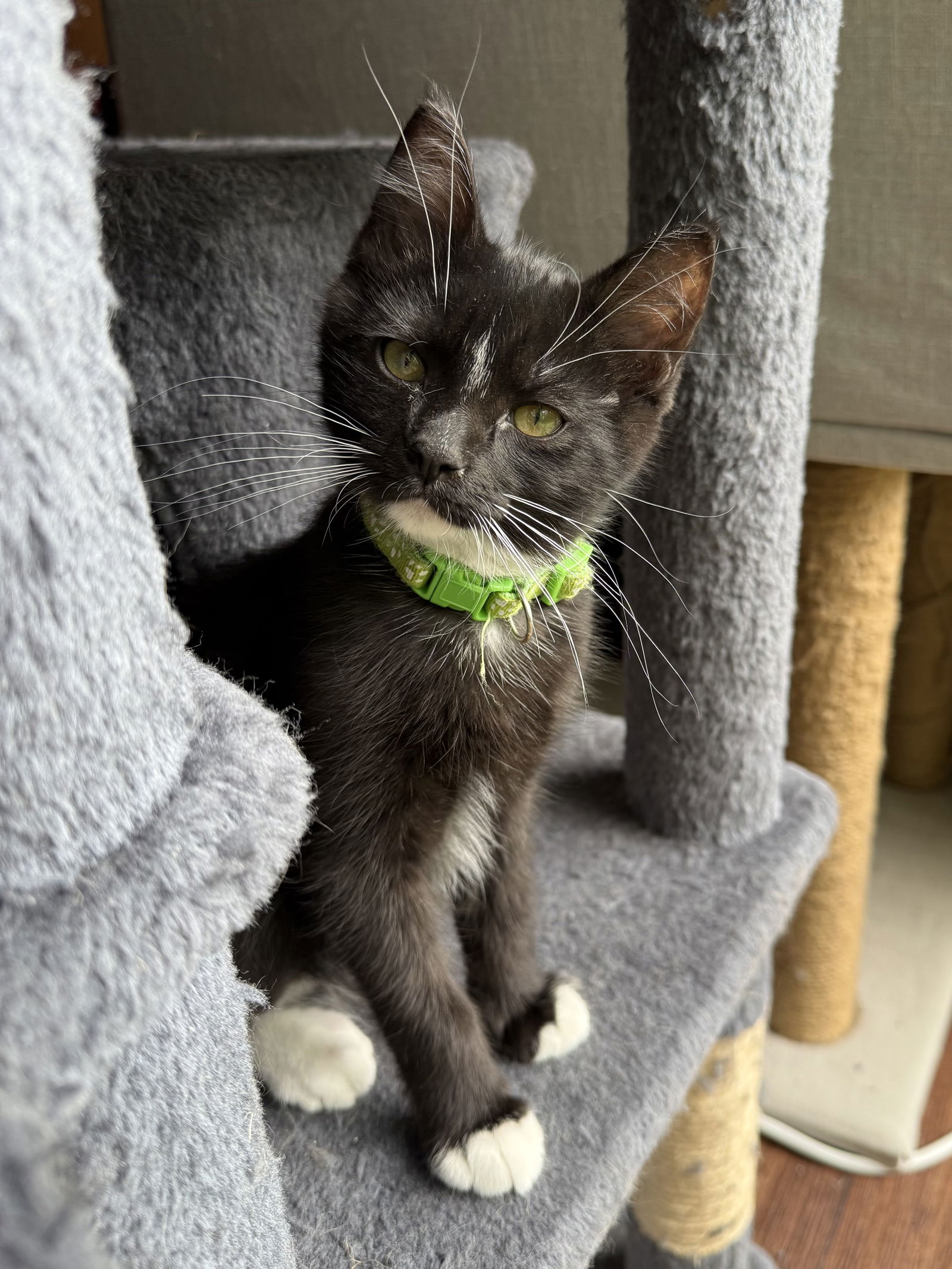 adoptable Cat in Forest Lake, MN named Gilgamesh