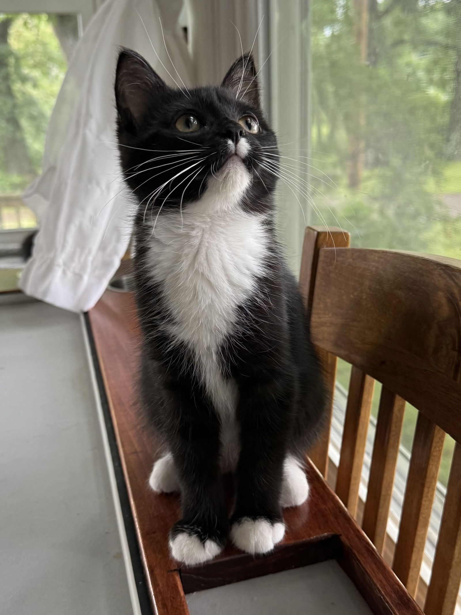 adoptable Cat in Forest Lake, MN named Remora