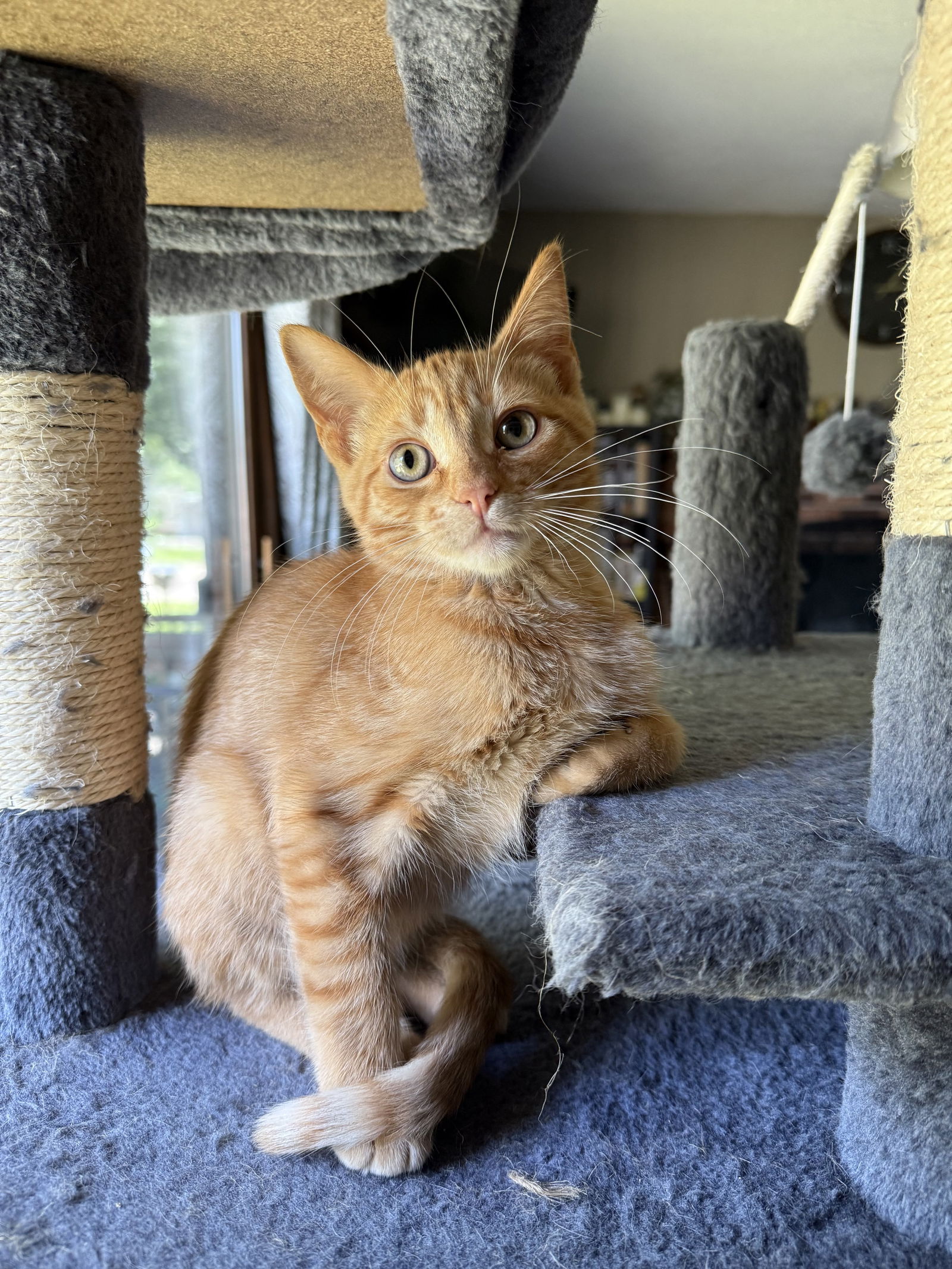 adoptable Cat in Forest Lake, MN named Citrine
