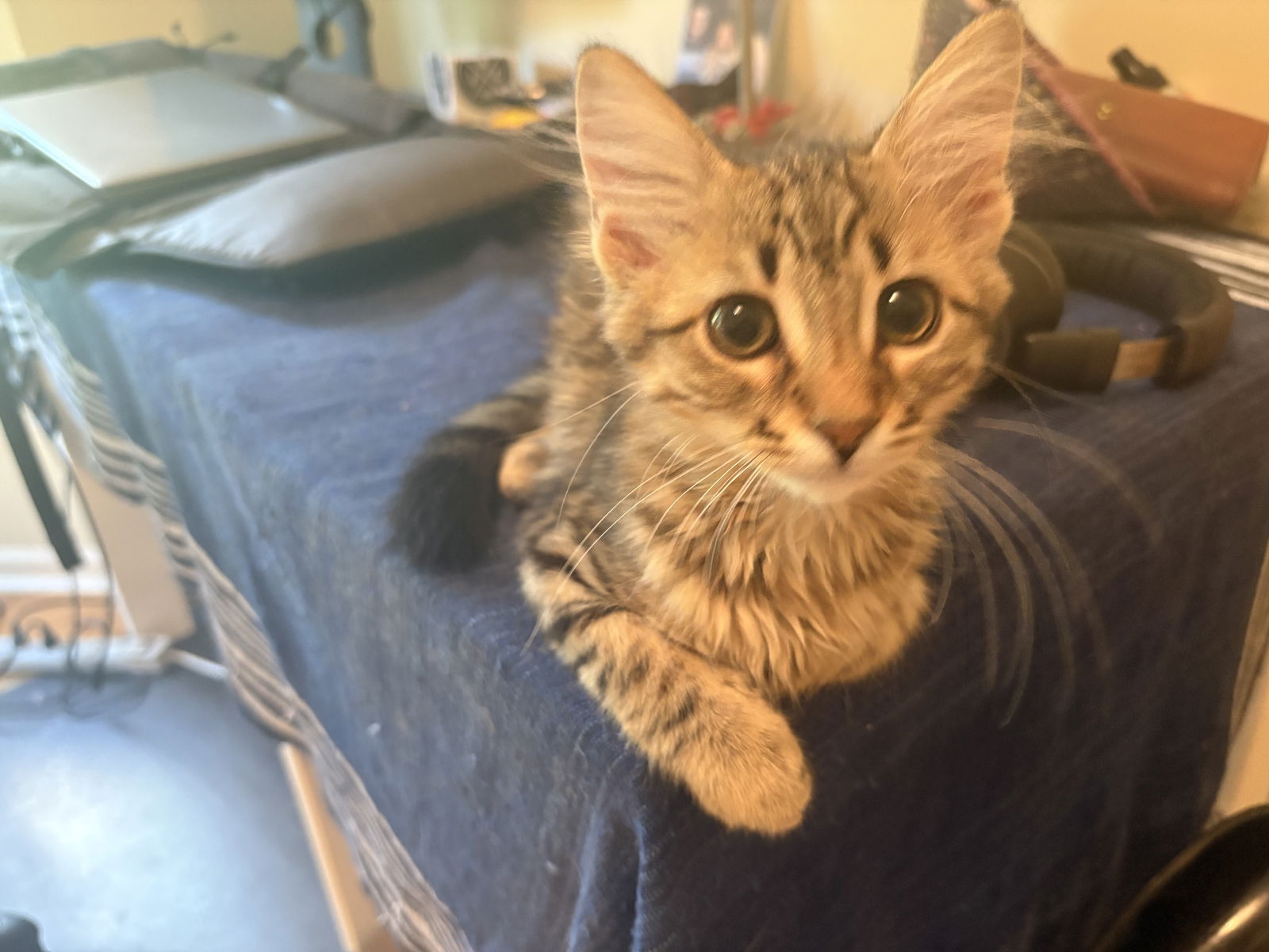 adoptable Cat in Forest Lake, MN named Tibia