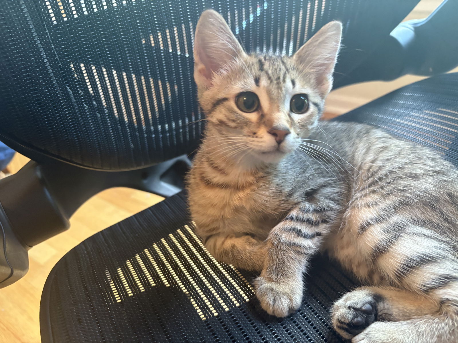 adoptable Cat in Forest Lake, MN named Patella