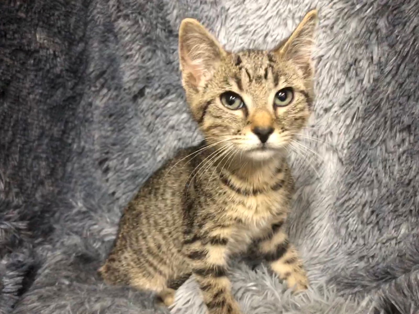 adoptable Cat in Forest Lake, MN named Luke