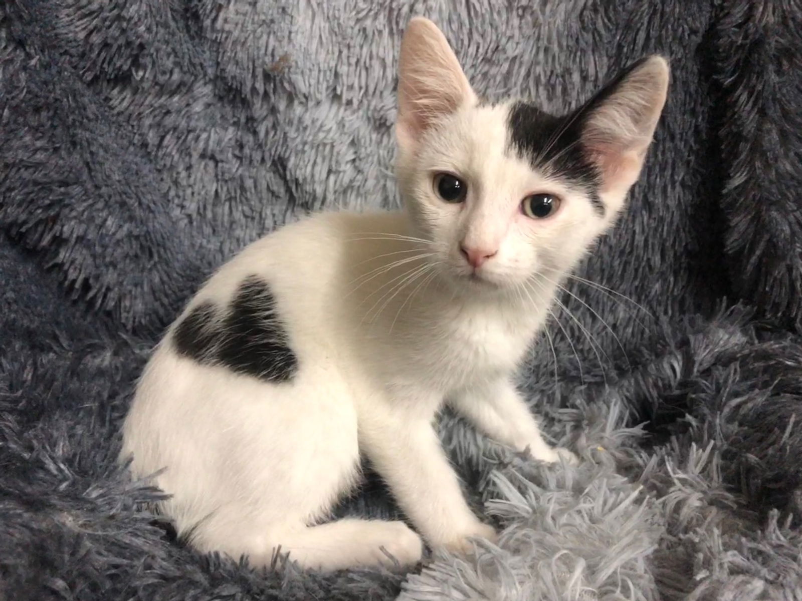 adoptable Cat in Forest Lake, MN named Mark