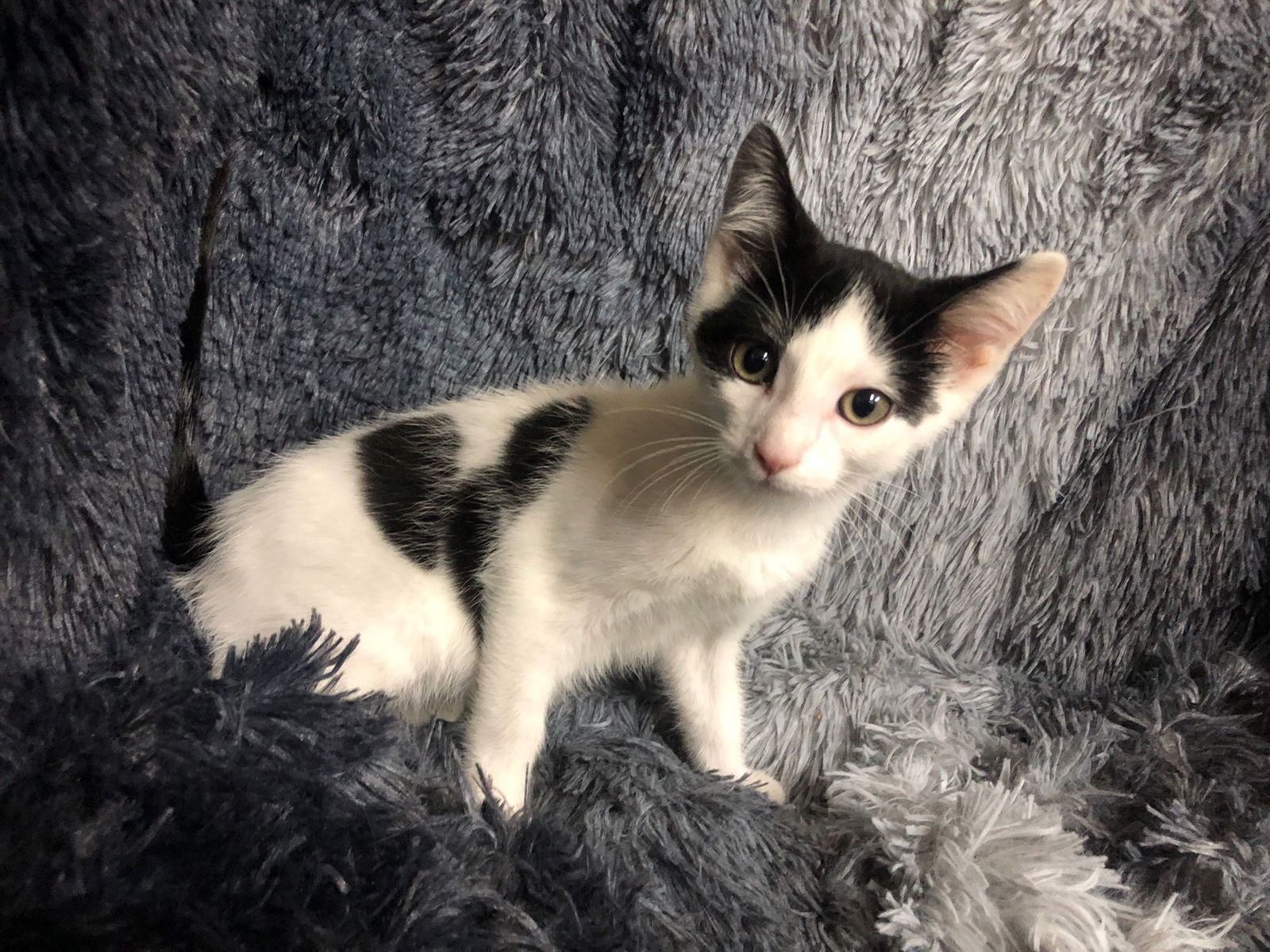 adoptable Cat in Forest Lake, MN named Matthew