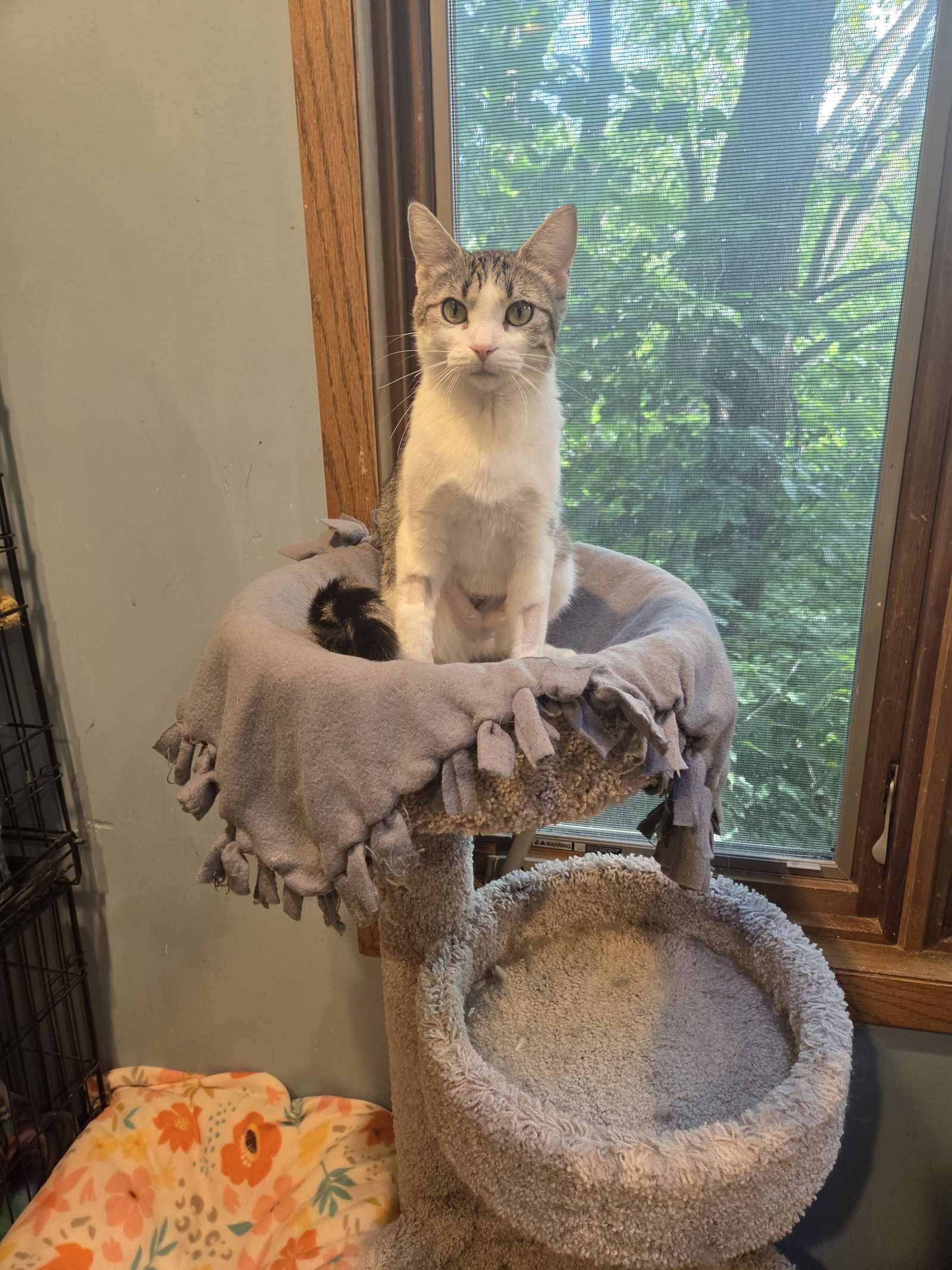adoptable Cat in Forest Lake, MN named Esme