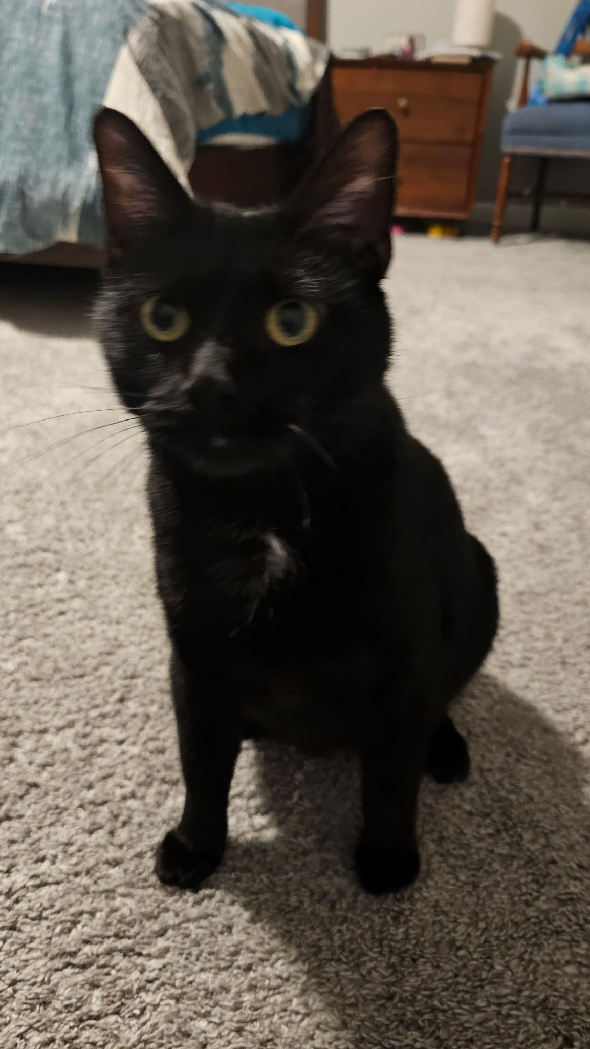 adoptable Cat in Forest Lake, MN named Chilli