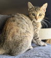 adoptable Cat in  named Agate