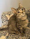 adoptable Cat in  named Garnet