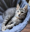 adoptable Cat in  named Calcite