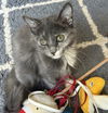 adoptable Cat in forest lake, MN named Lapis