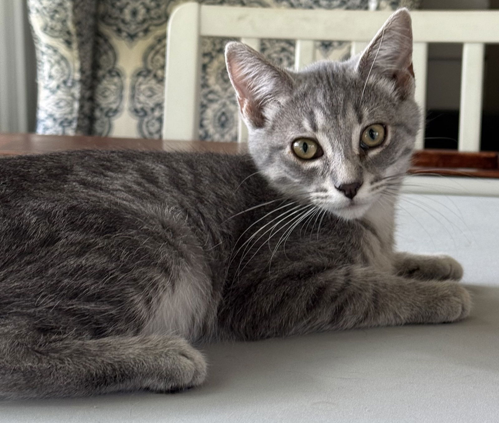 adoptable Cat in Forest Lake, MN named Quartz