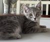adoptable Cat in  named Quartz