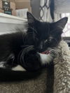 adoptable Cat in , MN named Boo
