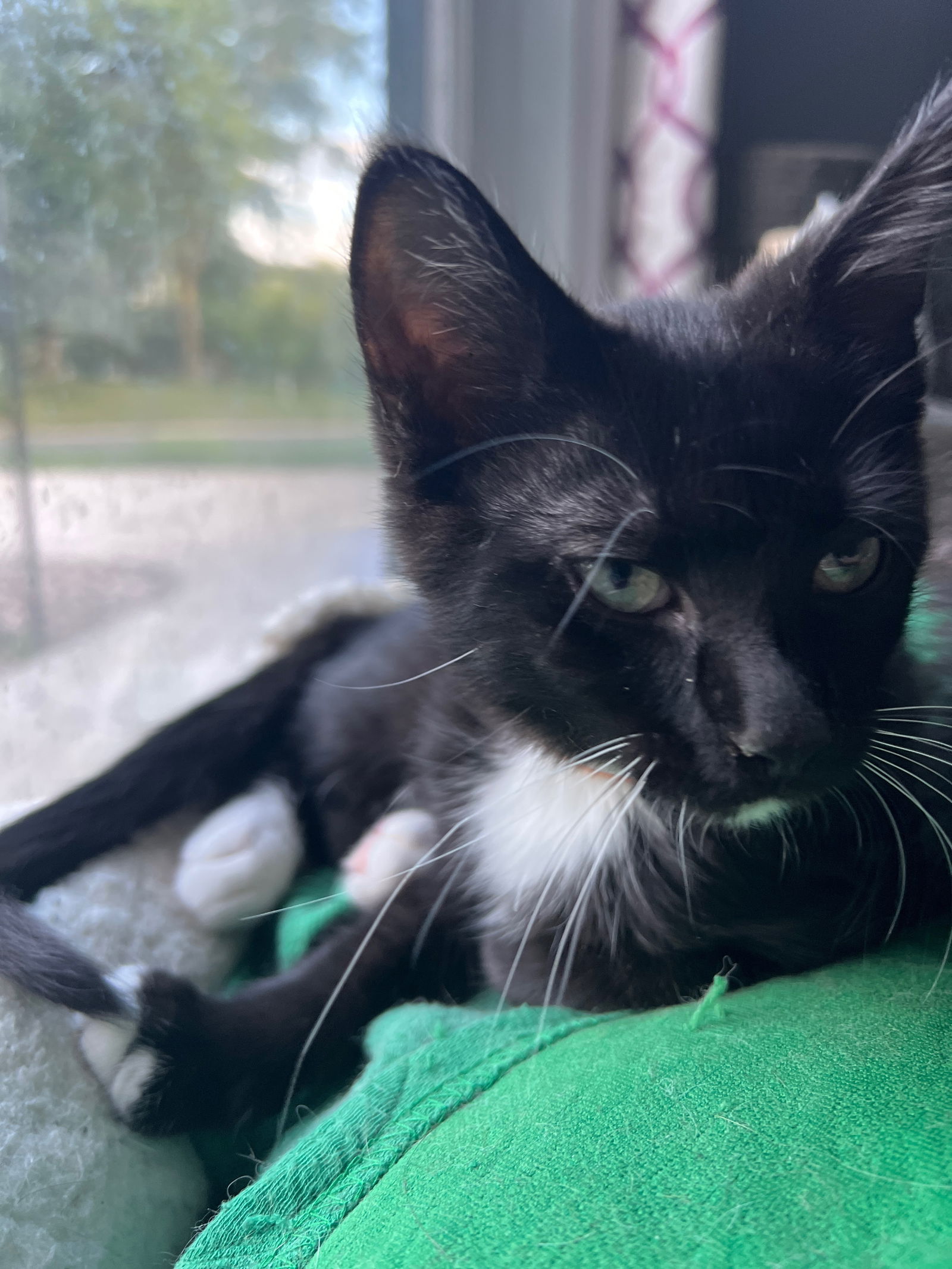 adoptable Cat in Forest Lake, MN named Bowser