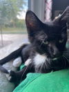 adoptable Cat in  named Bowser