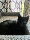 adoptable Cat in  named Luigi