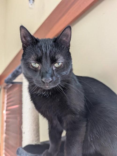 Luigi, an adoptable Domestic Short Hair in Forest Lake, MN