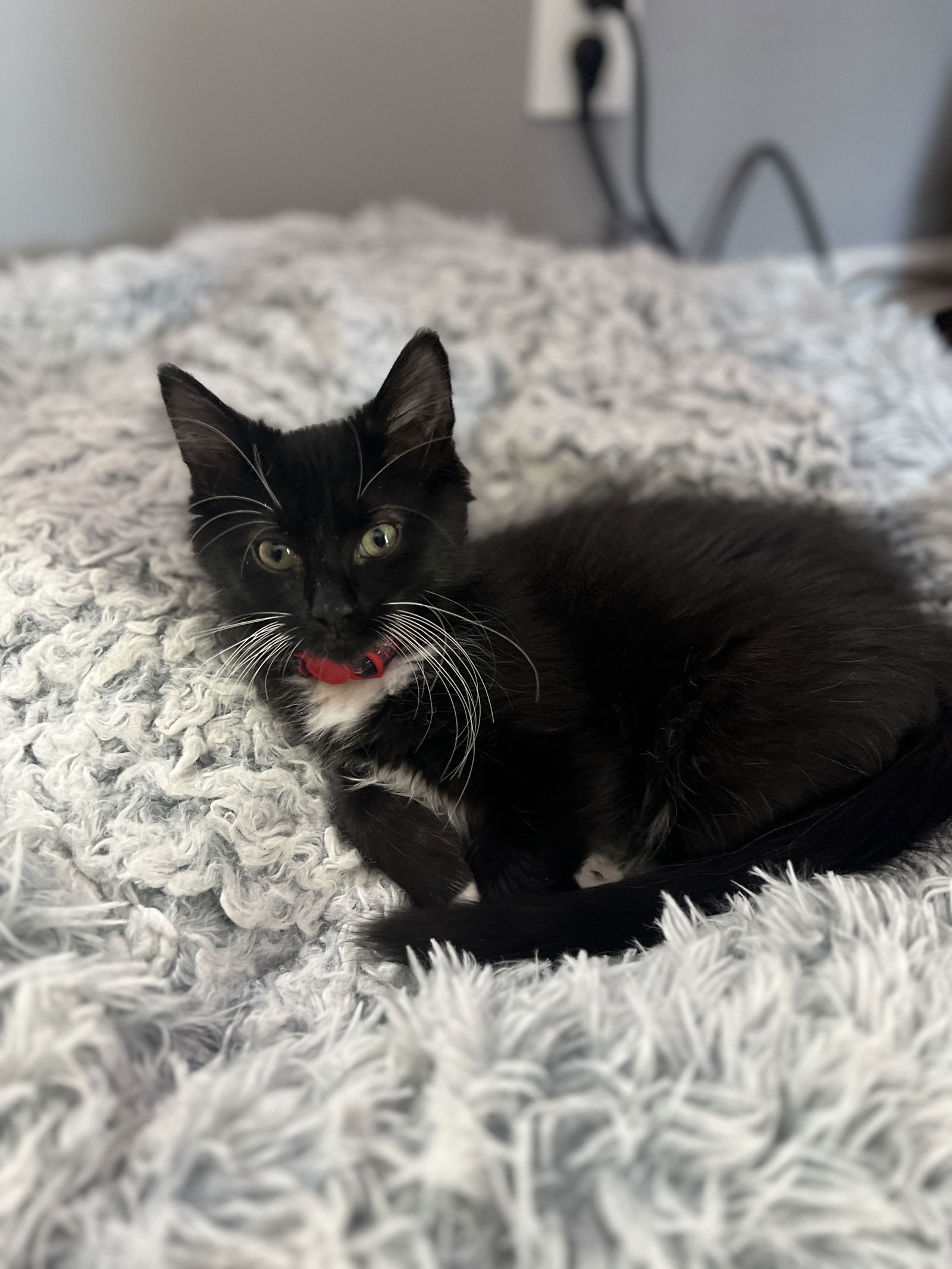 adoptable Cat in Forest Lake, MN named Mario