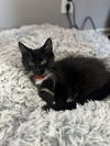 adoptable Cat in  named Mario