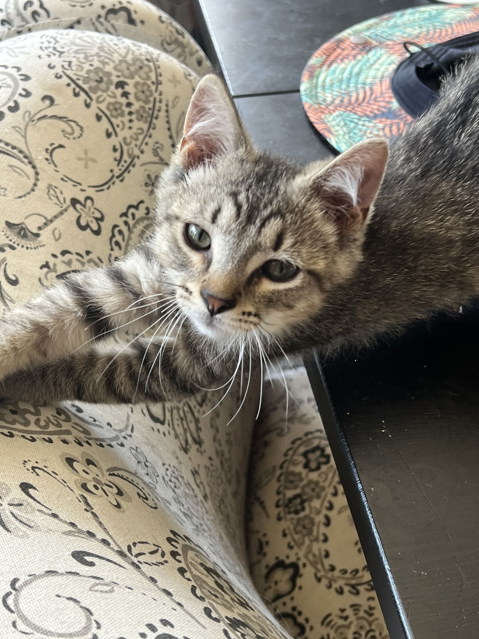 adoptable Cat in Forest Lake, MN named Toad