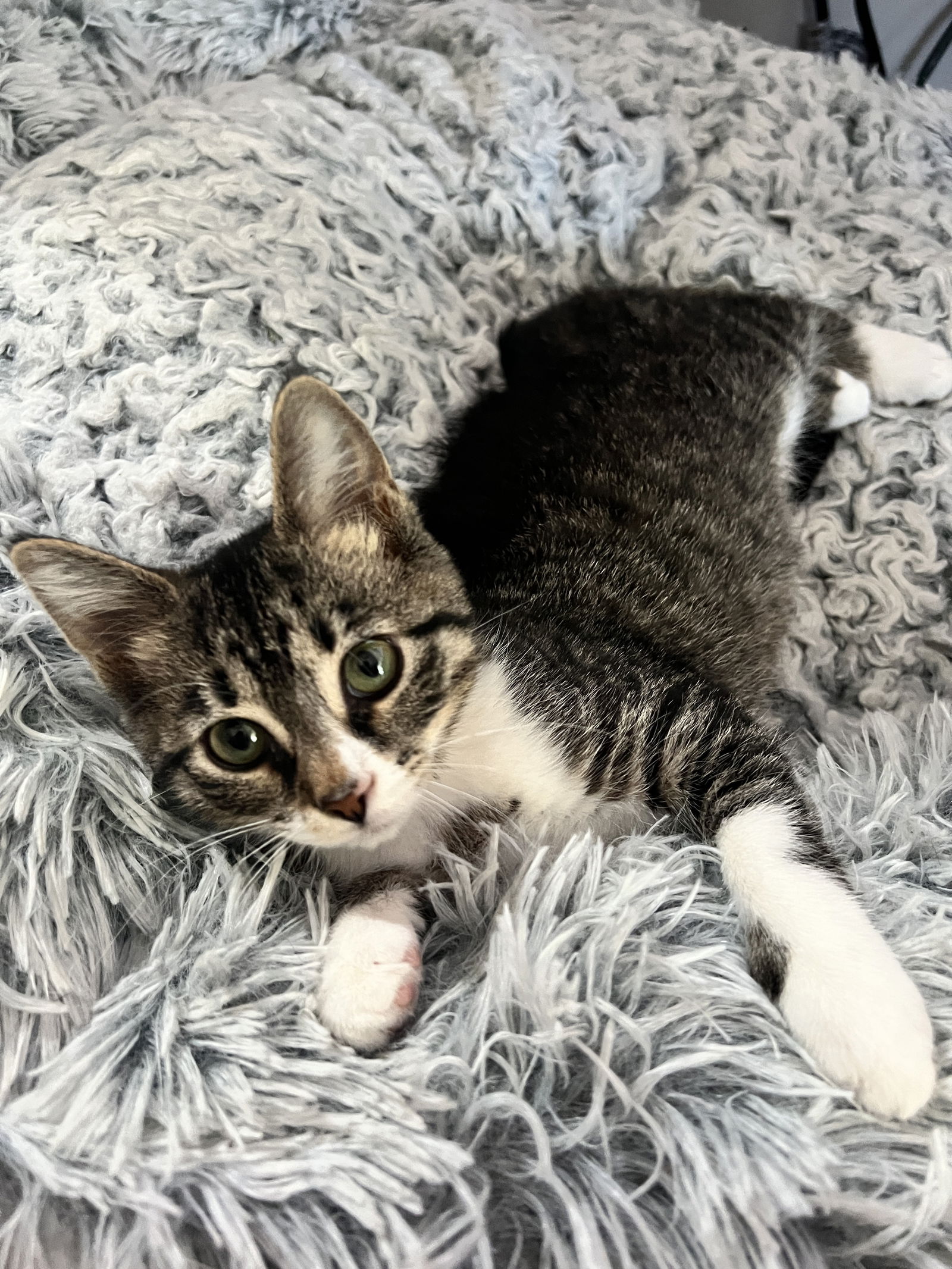 adoptable Cat in Forest Lake, MN named Toadette