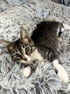 adoptable Cat in , MN named Toadette