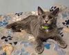 adoptable Cat in forest lake, MN named Judo