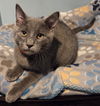 adoptable Cat in , MN named Winton