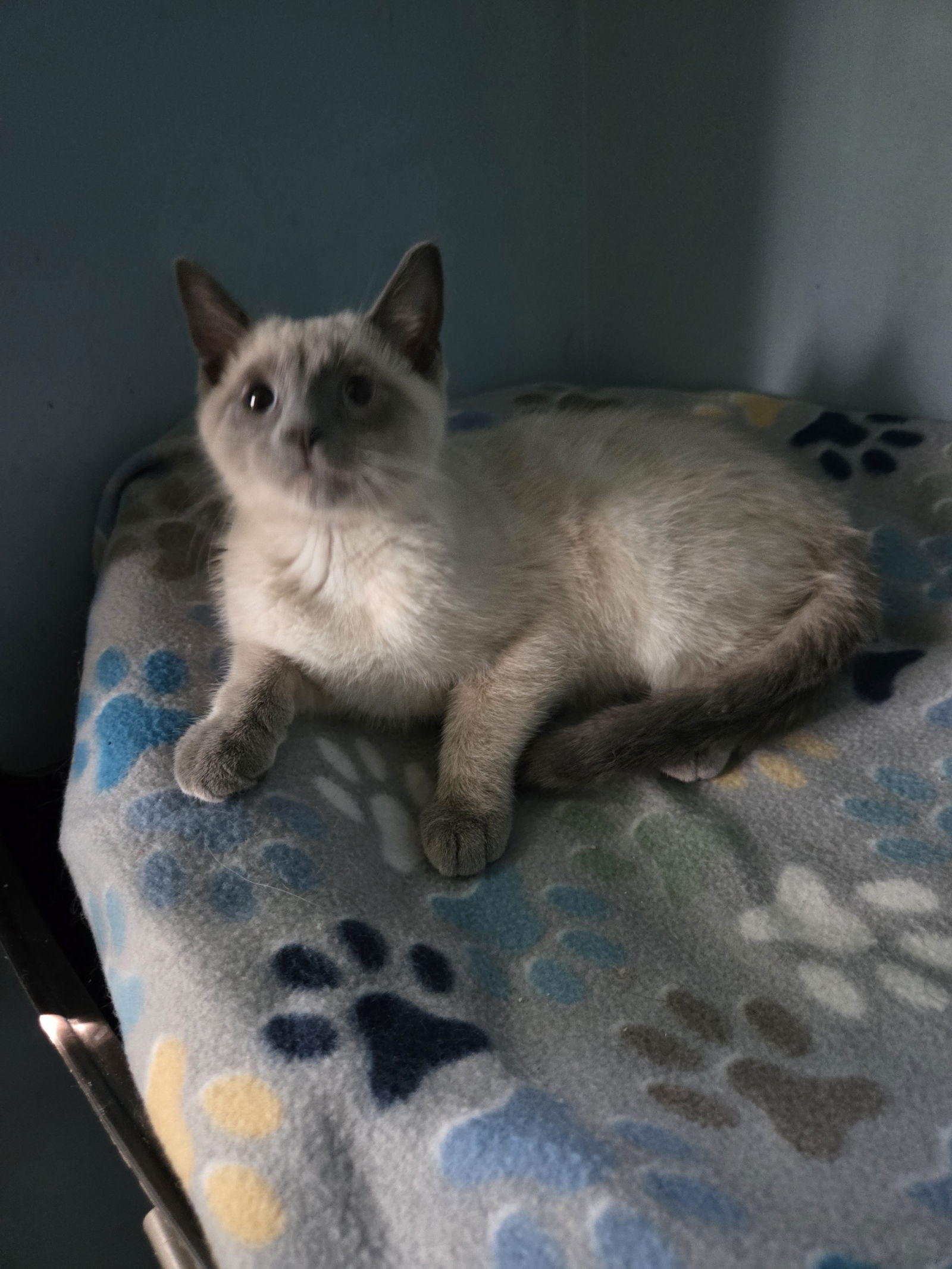 adoptable Cat in Forest Lake, MN named Bluey
