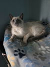 adoptable Cat in , MN named Bluey
