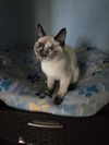 adoptable Cat in , MN named Mia