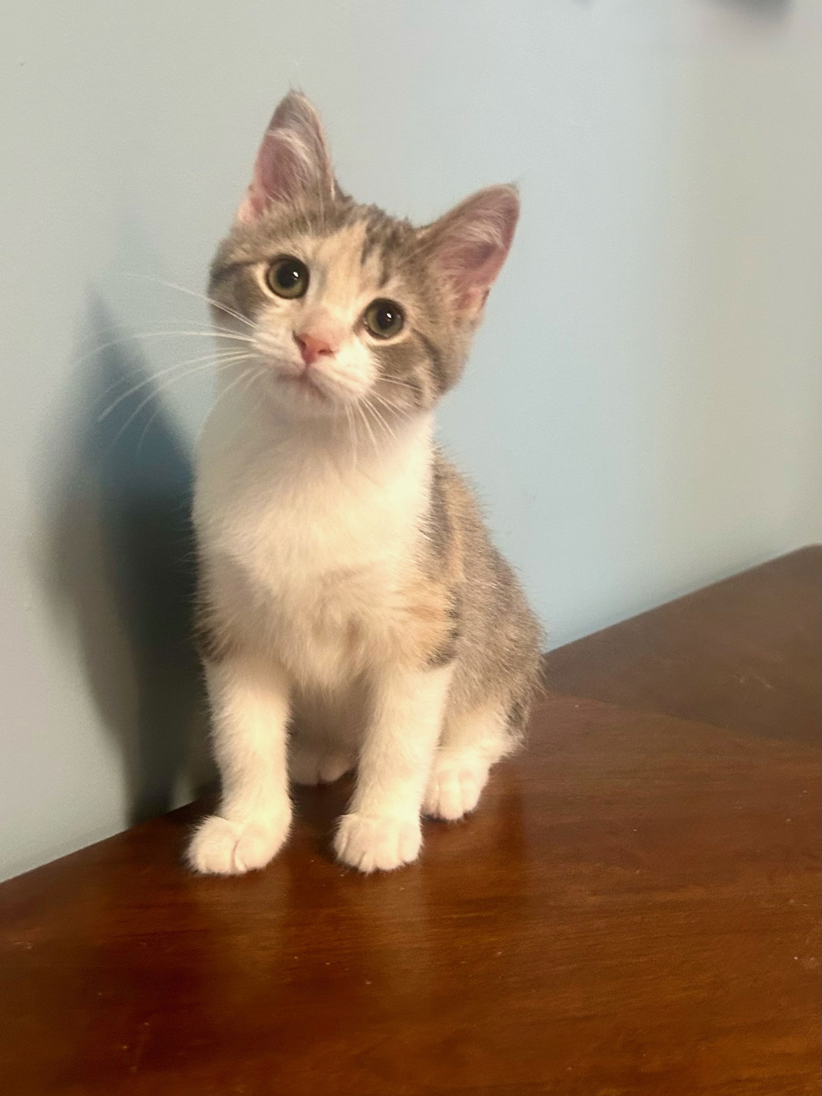 adoptable Cat in Forest Lake, MN named Arie