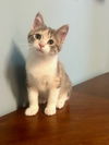 adoptable Cat in , MN named Arie